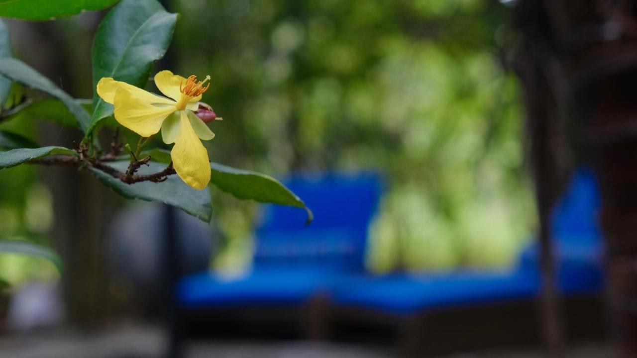 Hotel Mind Body And Soul Dambulla Exteriér fotografie