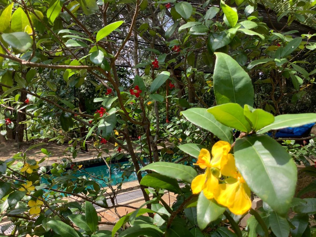 Hotel Mind Body And Soul Dambulla Exteriér fotografie